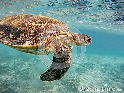 Adult green sea turtle Chelonia mydas Stock Photo