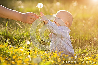 Adult hand holds baby dandelion at sunset Kid sitting in a meadow Child in field Concept of protection Allergic to flowers pollen Stock Photo