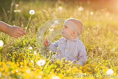 Adult hand holds baby dandelion at sunset Kid sitting in a meadow Child in field Concept of protection Allergic to flowers pollen Stock Photo