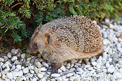 Adult hedgehog in daylight Stock Photo