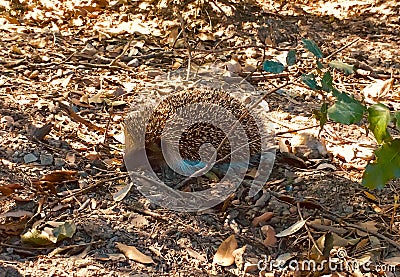 Adult hedgehog in the forest, Sunset and sorft light, Bokeo background Stock Photo