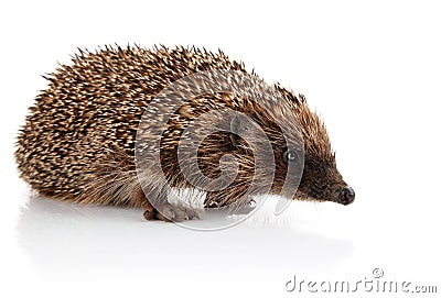 Adult hedgehog isolated on white Stock Photo