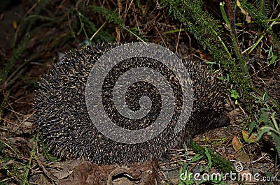 The adult hedgehog is shot close-up at night. Stock Photo