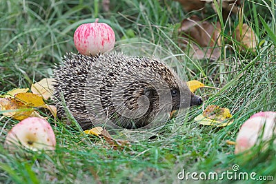 Adult hedgehog walking in garden and carrying red apple on its spines Stock Photo