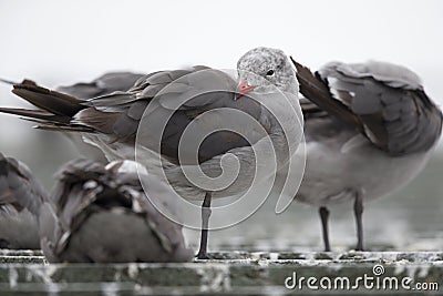 An adult Heermann`s gull resting on a roof of a building at Monterey bay California. Stock Photo