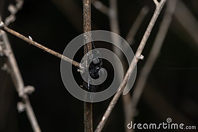 Adult of Hermetia illucens & x28;the black soldier fly& x29;, a fly species of the family Stratiomyidae Stock Photo