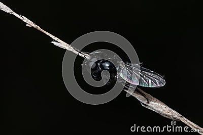 Adult of Hermetia illucens (the black soldier fly), a fly species of the family Stratiomyidae Stock Photo