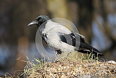 Adult Hooded crow Corvus cornix in wild Stock Photo