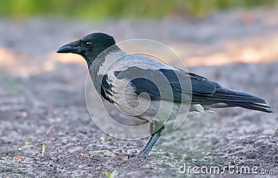 Adult hooded crow stands on soil ground in spring morning Stock Photo