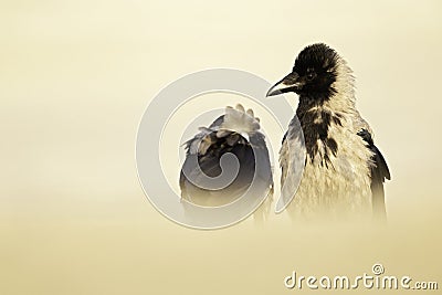 An adult hooded crow taking care of its young in the sun on the beach. Stock Photo