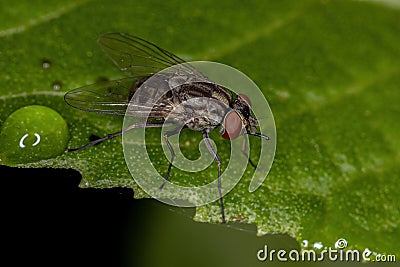 Adult House Fly Stock Photo