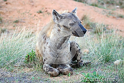 Adult Hyena peacefully resting by the side of a road Stock Photo