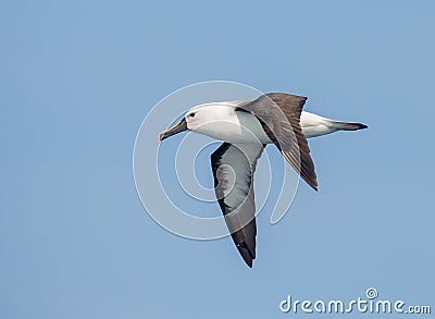 Adult Indian Yellow nosed Albatross Stock Photo