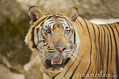 Adult Indochinese tiger. Stock Photo