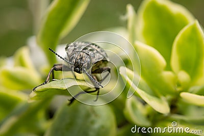 Adult insect, leaf beetle. Beetles feed on buds, shoots, leaves, and fruits Stock Photo