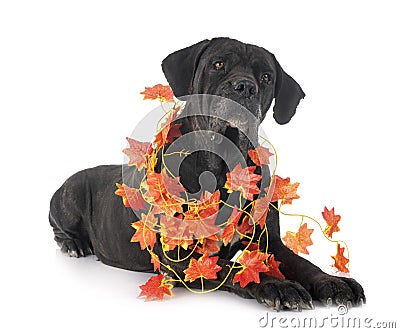 Adult cane corso Stock Photo