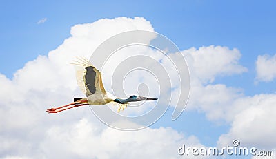 Adult Jabiru in flight Stock Photo