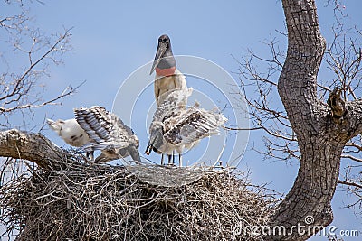 Adult Jabiru Watching Chicks Eat Apple Snail in Nest Stock Photo