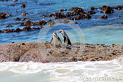 African Penguin on Boulders Beach Stock Photo