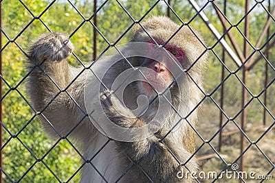 Adult Japanese macaque in the zoo in a cage Stock Photo