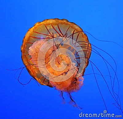 Adult Jellyfish Stock Photo