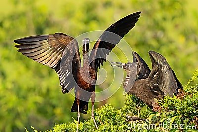 Adult & Juvenile Glossy Ibis in Tree Stock Photo