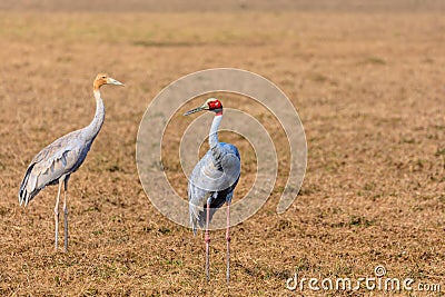 Adult & Juvenile Sarus Crane Stock Photo