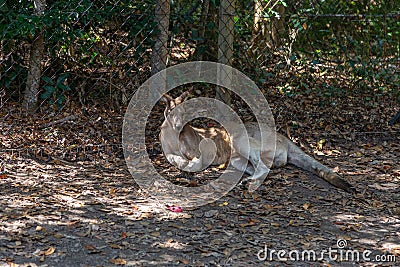 Adult kangaroo resting in the afternoon Stock Photo