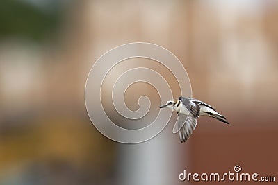 An adult Kentish plover Charadrius alexandrinus flying in highspeed on the island of Cape verde Stock Photo