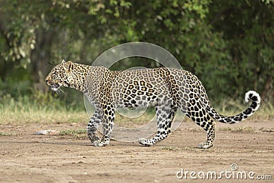Horizontal full body view of an adult leopard walking in Masai Mara in Kenya Stock Photo