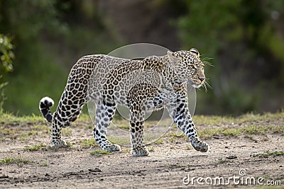 Adult leopard walking with smooth green background and copy space in Masai Mara Kenya Stock Photo