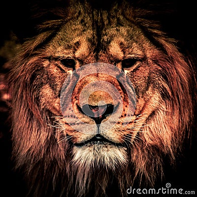 Adult lion in the dark. Portrait of big dangerous african animal. Low key effect Stock Photo