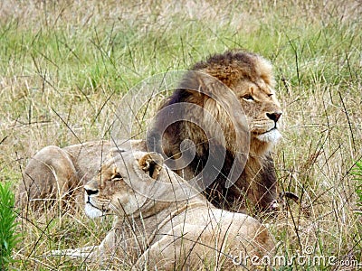 Adult lion and lioness laying and resting in the grass in South Africa. Stock Photo