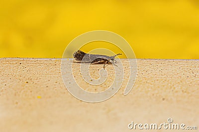 Adult Little Black Caddisfly Insect Stock Photo