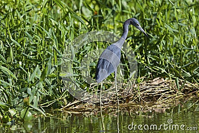 Adult Little blue Heron Egretta caerulea Tortuguero national park Stock Photo