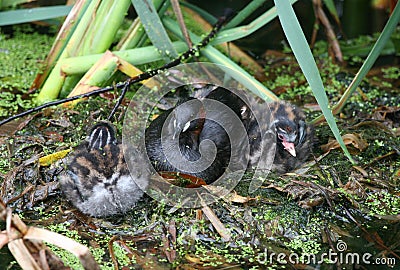 An adult Little Grebe Tachybaptus ruficollis sitting with her cute chicks. Stock Photo