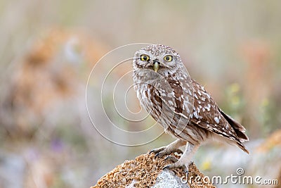 Adult little Owl Athene noctua perched on rocks in sunlight Stock Photo