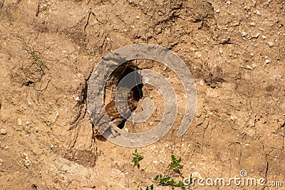 Adult Little owl in natural habitat, sits in a burrow. Athene noctua Stock Photo