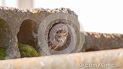 adult little owl peeking out of the nest Stock Photo