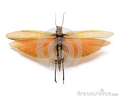 The adult locust on a white background. Stock Photo