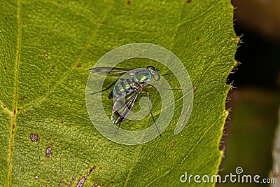 Adult Long-legged Fly Stock Photo