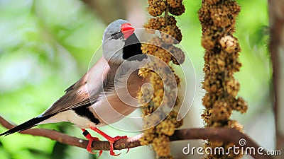 Adult long-tailed finch bird eating Stock Photo