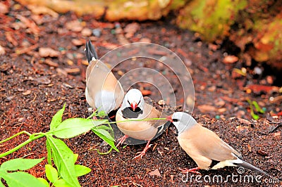 Adult Long-tailed finch birds Stock Photo