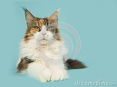 Adult main coon cat lying down on a blue background Stock Photo