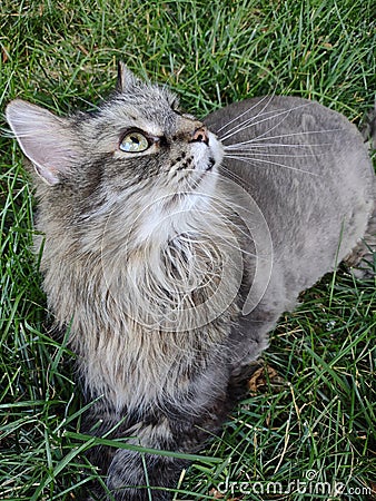 Adult Maine coon playing in the grass Stock Photo