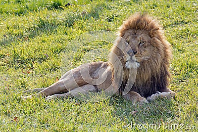 Adult male African lion lying on green grass Stock Photo