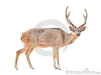 Axis deer isolated Stock Photo