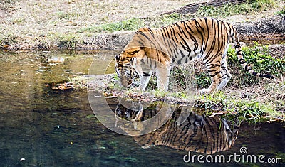 Adult male Bengal tiger Panthera tigris tigris Stock Photo