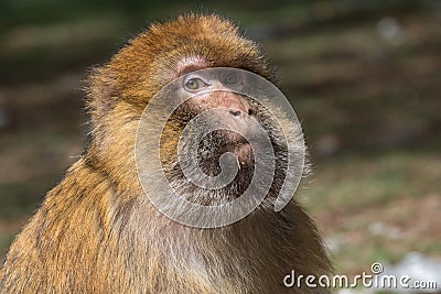 Adult male of Bertuccia, or Barberia monkey. He is a primate mammal who lives in the Atlas in Morocco. Stock Photo