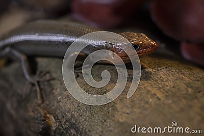 Adult male broad-head skink portrait. Stock Photo